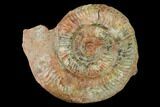 Toarcian Ammonite (Hammatoceras) Fossil - France #153155-1